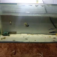 اکواریم