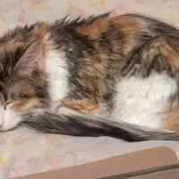 واگذاری سیمبا|گربه|تهران, مختاری|دیوار