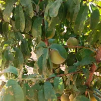 زمین باغی احمد آباد