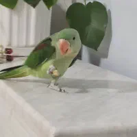 شاه طوطی گمشده