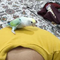 طوطی کوتوله برزیلی رام و دستی|پرنده|بانه, |دیوار