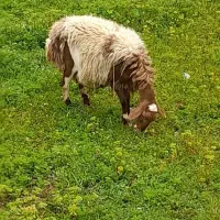 یک عدد گوسفند پلنگی پوست گاوی لازم به چرخه نداره