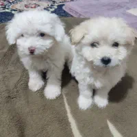 سگ کوچولو|سگ|بندرعباس, |دیوار