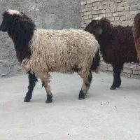 بره ماده