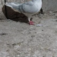 کبوتر|پرنده|مینودشت, |دیوار