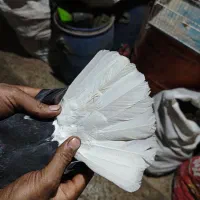 کرباتی دم سفید|پرنده|مشهد, هفده شهریور|دیوار