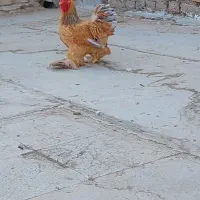 خروس کوشین طلایی|حیوانات مزرعه|خمینی‌شهر, |دیوار