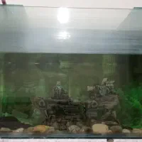 آکواریوم و ماهی