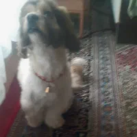 سگ شیتزو|سگ|سنندج, |دیوار