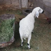 سلام دوستان گوسفند دوماه ابسته قیمت 11میلیون