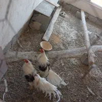 خروس یوکاهاما