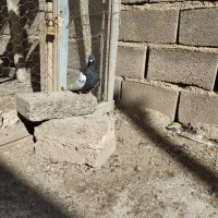 پرندگان|پرنده|جنت, |دیوار