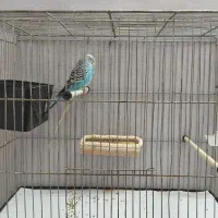 مرغ عشق با قفس و تجهیزات|پرنده|خوی, |دیوار