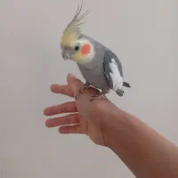 عروس هلندی نر