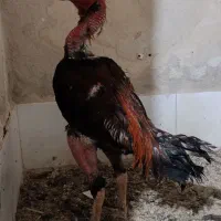 خروس لاری