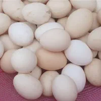تخم مرغ محلی در سعدآباد