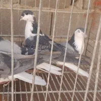 نروماده واز وچندتا نر|پرنده|اصفهان, حصه جنوبی|دیوار