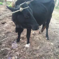 گاو شیری حامله با گوساله|حیوانات مزرعه|شاندرمن, |دیوار