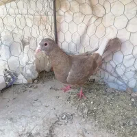 قهوه‌ای پلنگ