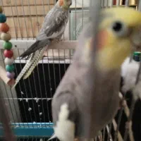 فروش عروس هلندی جفت گرینچی|پرنده|تهران, علم و صنعت|دیوار