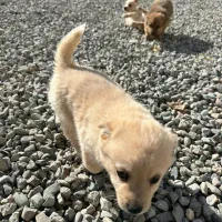 واگزاری پامر اشپیتز|سگ|شاهدشهر, |دیوار