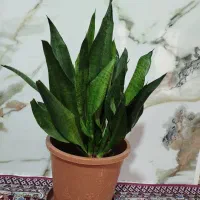 گل طبیعی