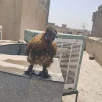 جوجه لاری|حیوانات مزرعه|ری, سیزده آبان|دیوار