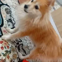 پامر معاوضه با موتور و لب تاپ تو ضیحات|سگ|پاکدشت, حصار امیر|دیوار