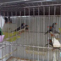 فروش همه پرنده های زینتی