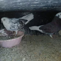 نر قلاقی ازم رفته امانت بوده|حیوانات|ملایر, |دیوار