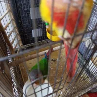 دوتا گریچینک|پرنده|کاشان, خزاق|دیوار