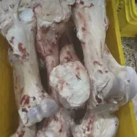 قلم گوساله نر و ماده