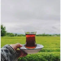 چای گیلان پر خاصیتو بینظیر