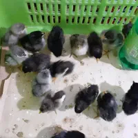 فروش جوجه یک هفته ای