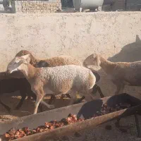 فروش بره چینی نر و ماده بصورت تکی|حیوانات مزرعه|کنار تخته و کمار, |دیوار