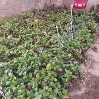 گل پتوس . فقط همکاران