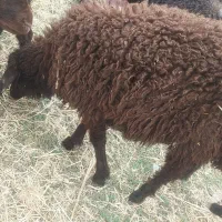 فروش پنج عددبره هترو اصل 5تا باهم60