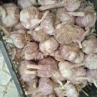 سیر درجه یک  همدان