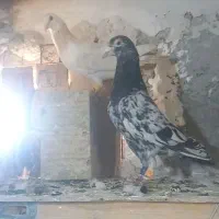 کبوتر هفرنگ و دمسفید پرشی