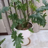 4عدد گل و گلدان طبیعی|گل و گیاه طبیعی|تهران, کیانشهر|دیوار