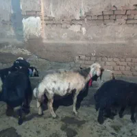 گوسفند فروشی