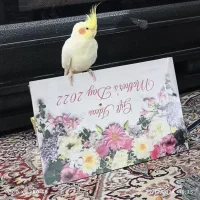 عروس هلندی