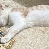 گربه واگذاری