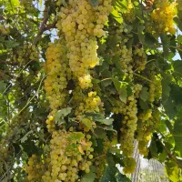 باغ انگور گردو بادام|فروش دفتر صنعتی، کشاورزی، تجاری|تهران, شهرک شریعتی|دیوار