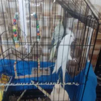 عروس هلندی|پرنده|بستان آباد, |دیوار