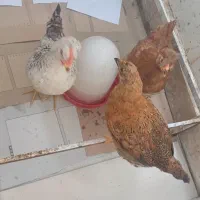 جوجه مرغ کاکلی