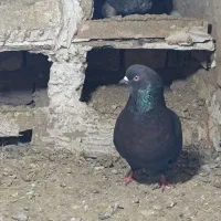 کفتر زاغ ارزون