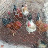 خروس فروشی محلی|حیوانات مزرعه|تاکستان, |دیوار