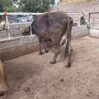 گاوجرسی‌