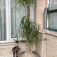 لیندا 53 ساله|گل و گیاه طبیعی|تهران, باشگاه نفت|دیوار